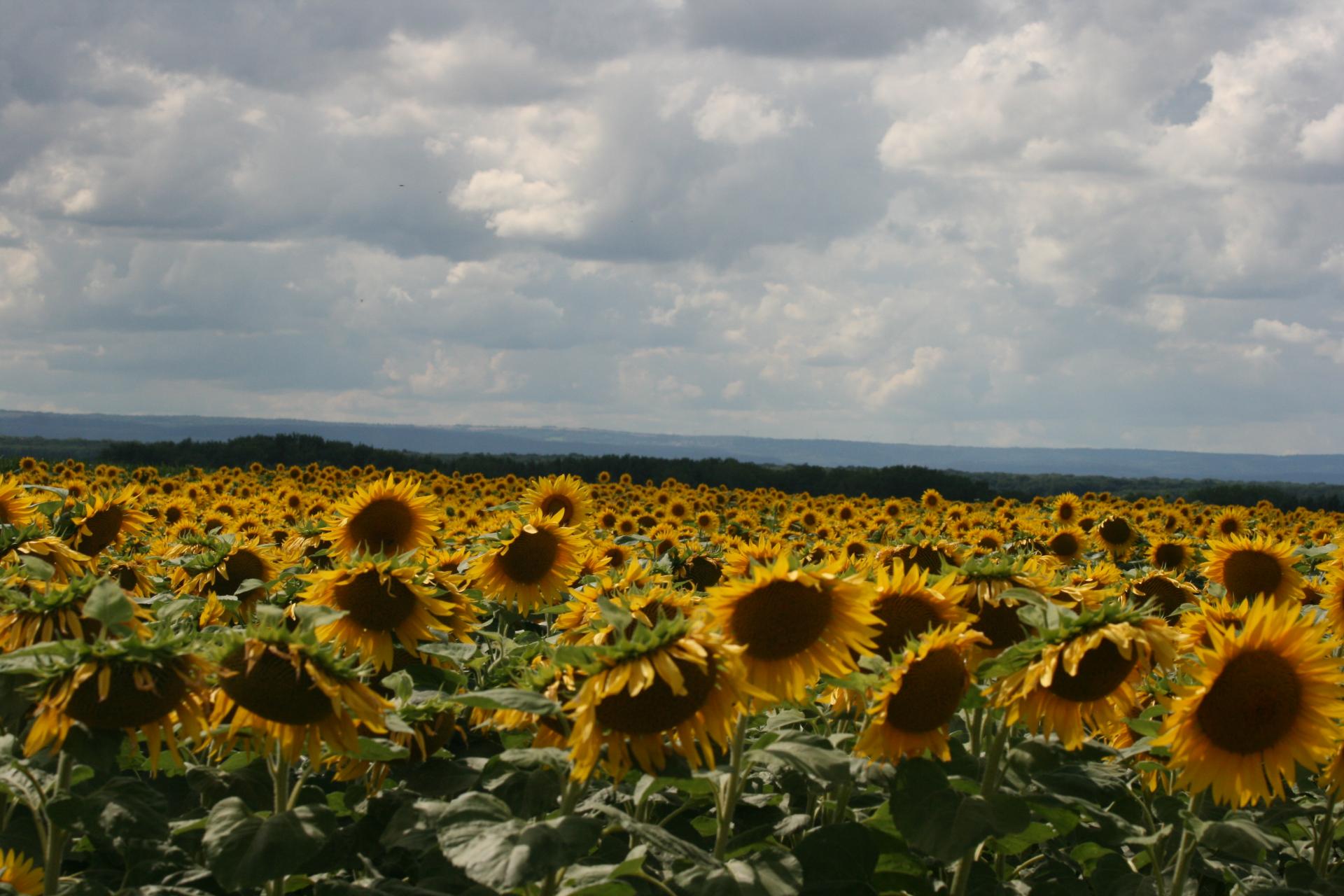 champ tournesols